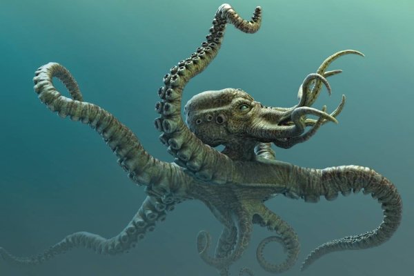 Kraken найдется все